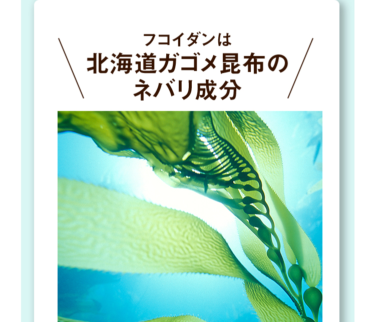 フコイダンは北海道ガゴメ昆布のネバリ成分